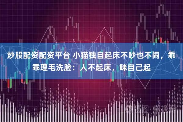 炒股配资配资平台 小猫独自起床不吵也不闹，乖乖理毛洗脸：人不起床，咪自己起